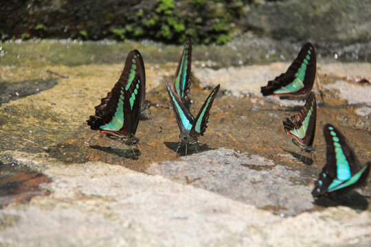 Common Bluebottle Butterfly Graphium Sarpedon on Wet Stone