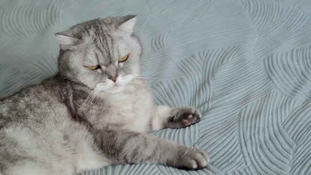 Cat resting on a soft blanket in a home setting during a quiet afternoon. It appears relaxed and calm while looking around the room. The lighting is soft and warm as afternoon light fills the space.