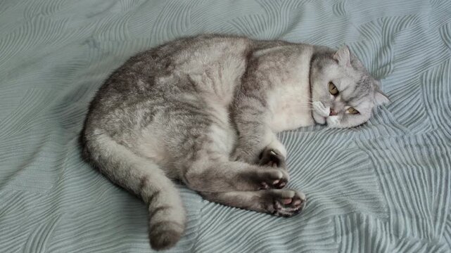 Cat resting on a soft blanket in a home setting during a quiet afternoon. It appears relaxed and calm while looking around the room. The lighting is soft and warm as afternoon light fills the space.