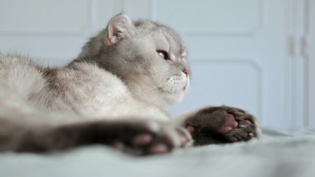 Cat resting on a soft blanket in a home setting during a quiet afternoon. It appears relaxed and calm while looking around the room. The lighting is soft and warm as afternoon light fills the space.