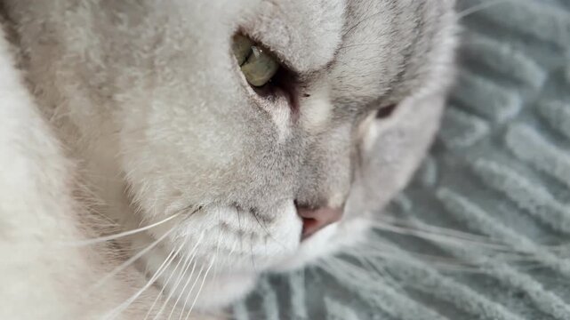 Cat resting on a soft blanket in a home setting during a quiet afternoon. It appears relaxed and calm while looking around the room. The lighting is soft and warm as afternoon light fills the space.