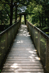 Obraz premium Passerelle dans la forêt