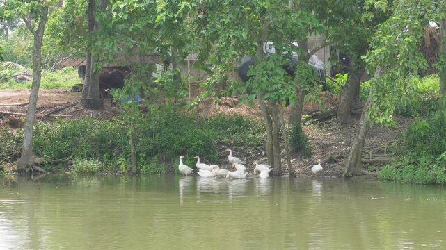 White geese resting peacefully beside tranquil pond