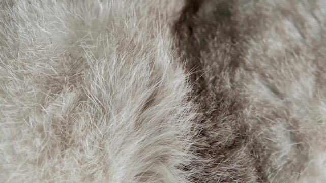 Close look at a soft gray cat fur during a warm afternoon indoors. A gray cat rests comfortably indoors on a warm afternoon. The focus is on the texture of its soft fur, showing patterns and details.