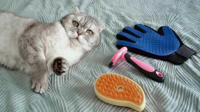 Cat grooming session with tools shown in home setting during daytime.  cat lies on  soft blanket.  including  brush and grooming gloves, as cat relaxes and enjoys moment
