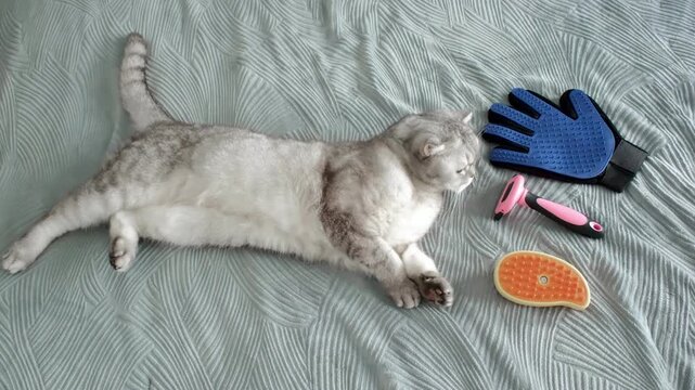 Cat grooming session with tools shown in home setting during daytime.  cat lies on  soft blanket.  including  brush and grooming gloves, as cat relaxes and enjoys moment
