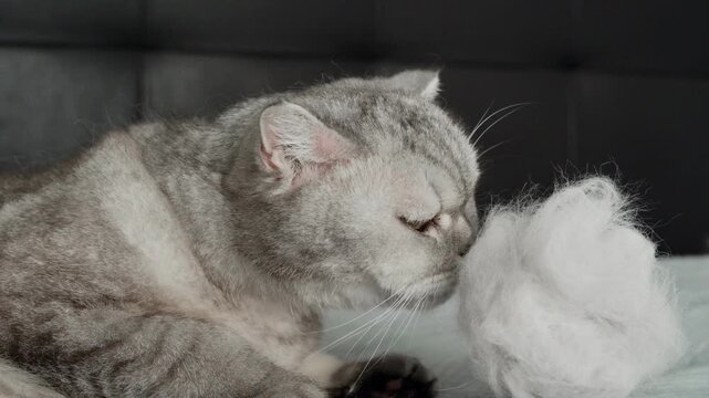 Cat explores soft white object and shows curiosity in a cozy indoor setting during afternoon.The cat sniffs and inspects soft material with interest and curiosity in calm afternoon environment.
