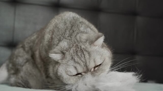 Cat explores soft white object and shows curiosity in a cozy indoor setting during afternoon.The cat sniffs and inspects soft material with interest and curiosity in calm afternoon environment.