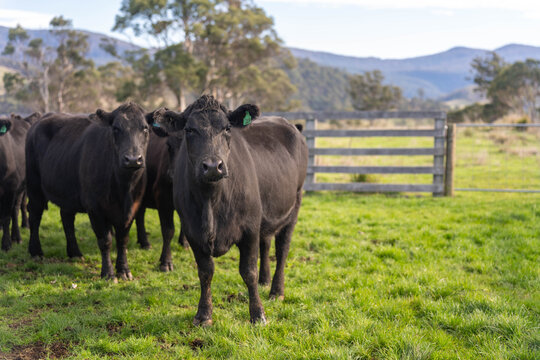 Carbon neutral cattle farming in a free range field on a farm in Australia  beautiful cattle in Australia eating grass, grazing on pasture. Herd of cows free range beef being regenerative raised