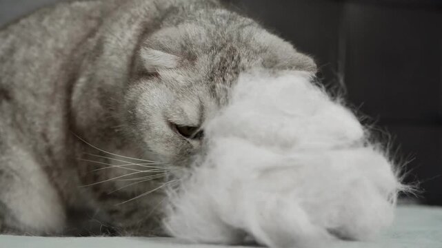 Cat explores soft white object and shows curiosity in a cozy indoor setting during afternoon.The cat sniffs and inspects soft material with interest and curiosity in calm afternoon environment.