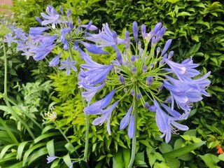 Obraz premium 花火のような球体の花を咲かせるアガパンサス