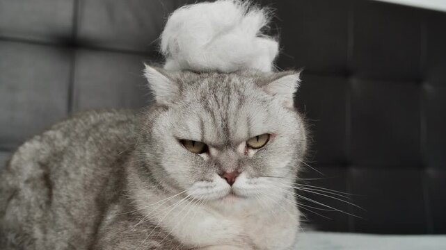 Cat with funny hat sitting on  bed and looking unimpressed in  room with gray walls .  cat sits  with  funny white hat on head. cat looks unimpressed and stares at camera. room has  modern design