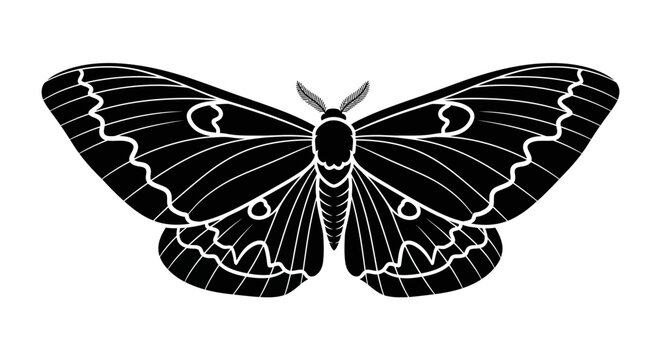 Black and white moth insect.