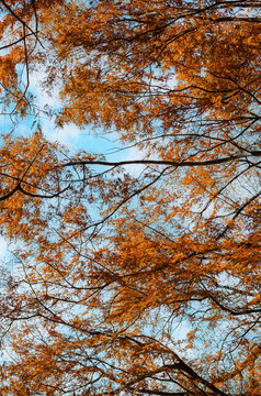 Orange leaves with sky could clear background, Autumn seoson is fresh air to travel