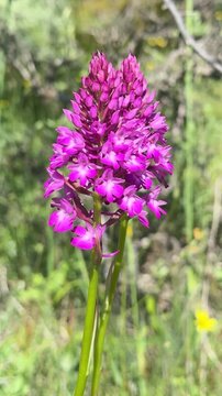 Vertical nature stock footage of delicate purple salep orchids in the wild