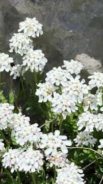Close-up of Wild White Candytuft (Iberis) Blossoming in Nature