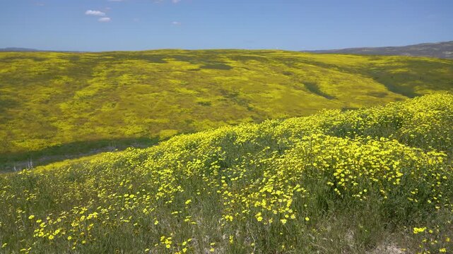 Carrizo Plain Goldfields Flowers Super Bloom Wide Angle California USA