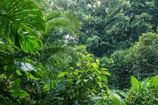 Dense Tropical Rainforest with Various Green Plants and Trees