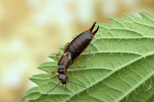 Forficula auricularia insect on a leaf