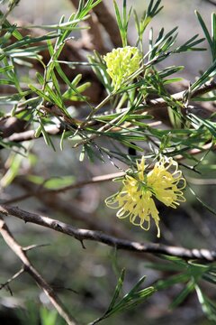 Grevillea Lemon Supreme (Grevillea thelemanniana x Grevillea olivacea) in flower, South Australia