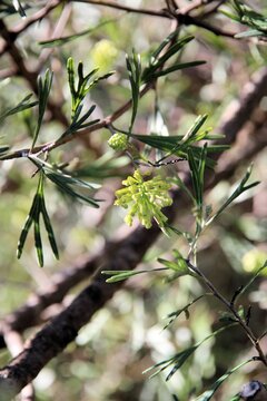 Grevillea Lemon Supreme (Grevillea thelemanniana x Grevillea olivacea) in flower, South Australia