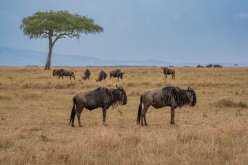 Fototapeta premium Wildebeest migration, Serengeti National Park, Tanzania, Africa