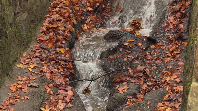 Colorful autumn woodland scenery with fallen leaves and peaceful natural surroundings. Symbolic visual for fresh starts, life changes, new opportunities and personal transformation