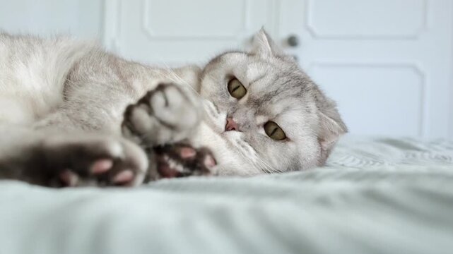 Scottish fold cat relaxes on bed in cozy room during afternoon light.  Scottish fold cat lies on a bed, looking around the room. creating  warm atmosphere as cat rests and watches its surroundings