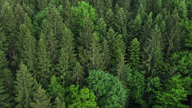 Beautiful woodland from above. Majestic green trees aerial shot. Sustainable Earth. Wild nature forest scenery levitation in warm summertime. Growth vitality. Park landscape drone view