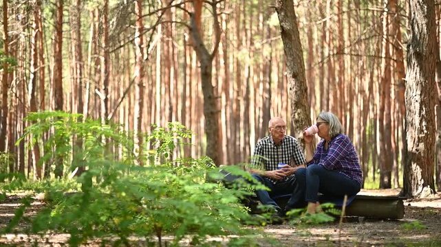 Senior hikers talking and resting among pine trees in forest clearing video Full HD