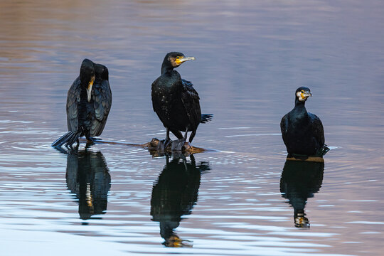 Cormorani 
