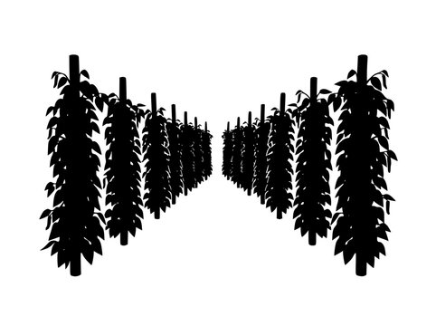 Silhouette of hop field rows or vineyard plantation isolated on white background