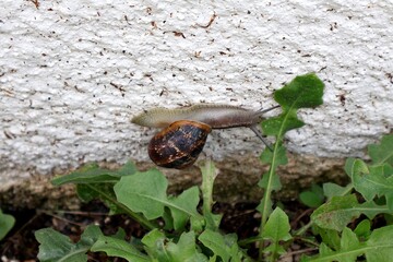 Garden snail crawling on a textured white wall. © Newbury Images