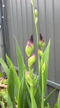 Iris buds in the garden. Vertical