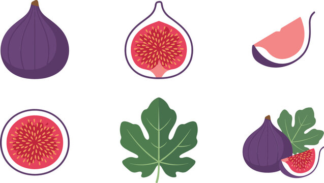 Fresh common fig fruit vector icon set featuring whole half slice cross section and green leaf elements for food branding