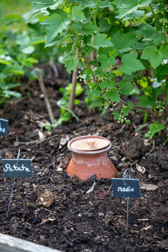 Pot d'irrigation en argile microporeuse (Oyas ou Ollas) dans un potager. La terre cuite lib&egrave;re de l&rsquo;eau lentement et en fonction des besoins des v&eacute;g&eacute;taux. &Eacute;cologique pour un arrosage durable du jardin