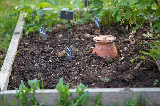 Pot d'irrigation en argile microporeuse (Oyas ou Ollas) dans un potager. La terre cuite lib&egrave;re de l&rsquo;eau lentement et en fonction des besoins des v&eacute;g&eacute;taux. &Eacute;cologique pour un arrosage durable du jardin