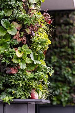 Dense plants cover a green wall as vertical garden foliage, where urban architecture brings a textured living layer to the building exterior