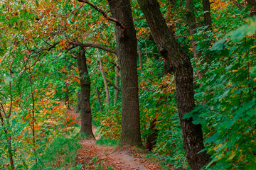 Obraz premium Autumn forest path winding through trees with colorful leaves and fallen foliage