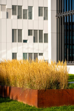 Golden grasses rise from a planter before a building facade, where windows, urban architecture and green landscape detail define the exterior