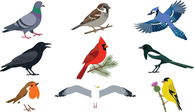 Common backyard birds vector illustration set featuring realistic blue jay cardinal sparrow pigeon crow magpie robin seagull and goldfinch designs