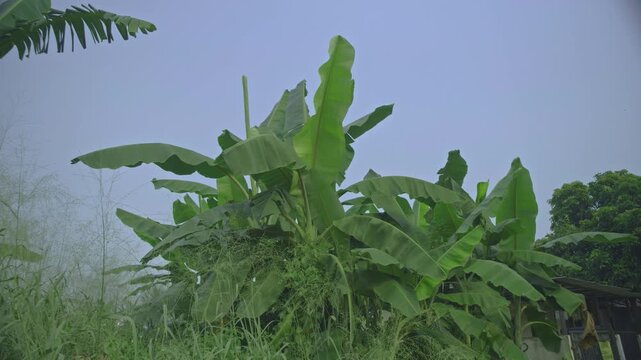 tropical wild grass moving in the wind, behind it you can see banana trees growing luxuriantly and the misty sky typical of tropical areas