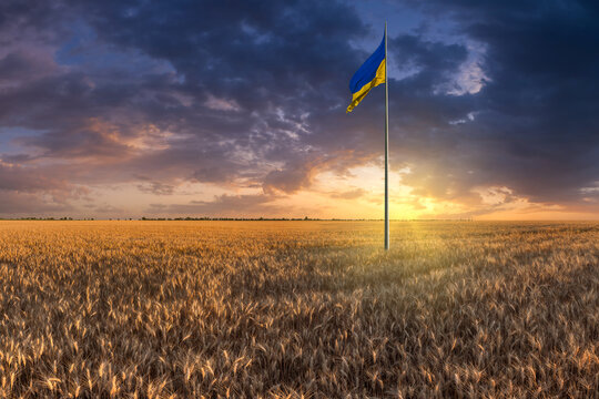 Landscape with flag of Ukraine flutters on flagpole in wheat field