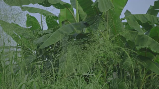 tropical wild grass moving in the wind, behind it you can see banana trees growing abundantly, typical of tropical areas