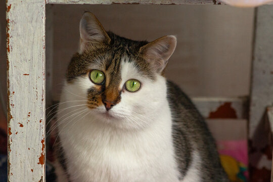 Green eyed cat. Domestic feline portrait. White tabby pet. Curious animal look. Cute kitty closeup. Whiskered companion view. Household mouser pose. Fluffy fur texture. Bright gaze detail. Adorable