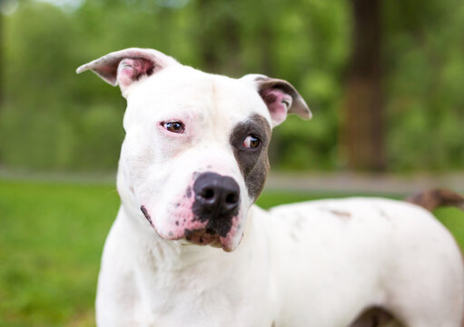 A mixed beed dog looking sideways