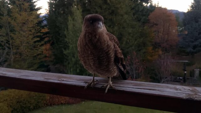 Curious Chimango Bird Approaching Mountain Lodge Balcony in Patagonia  