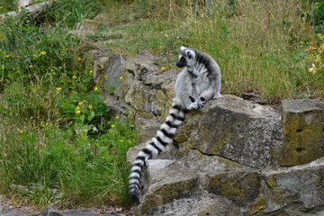 Naklejka premium Ring-tailed lemur sitting on a stone ledge in a zoo enclosure.