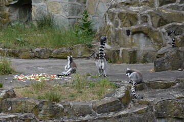 Naklejka premium Group of ring-tailed lemurs gathered in a zoo habitat near a stone wall.