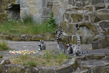 Naklejka premium Group of ring-tailed lemurs gathered in a zoo habitat near a stone wall.
